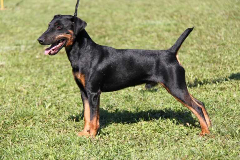 Характеристика породы ягдтерьер: особенности длинноногой и энергичной собаки Характеристика породы ягдтерьер: особенности длинноногой и энергичной собаки