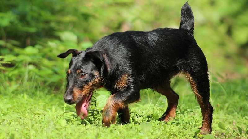 Основные цели выведения