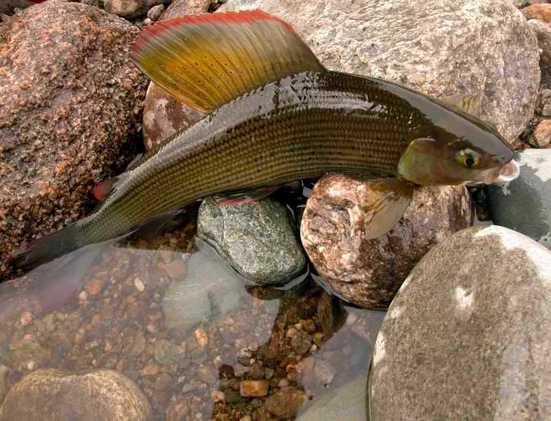 Хариус рыба фото: узнайте больше о внешнем виде и особенностях этого пресноводного обитателя Хариус рыба фото: узнайте больше о внешнем виде и особенностях этого пресноводного обитателя