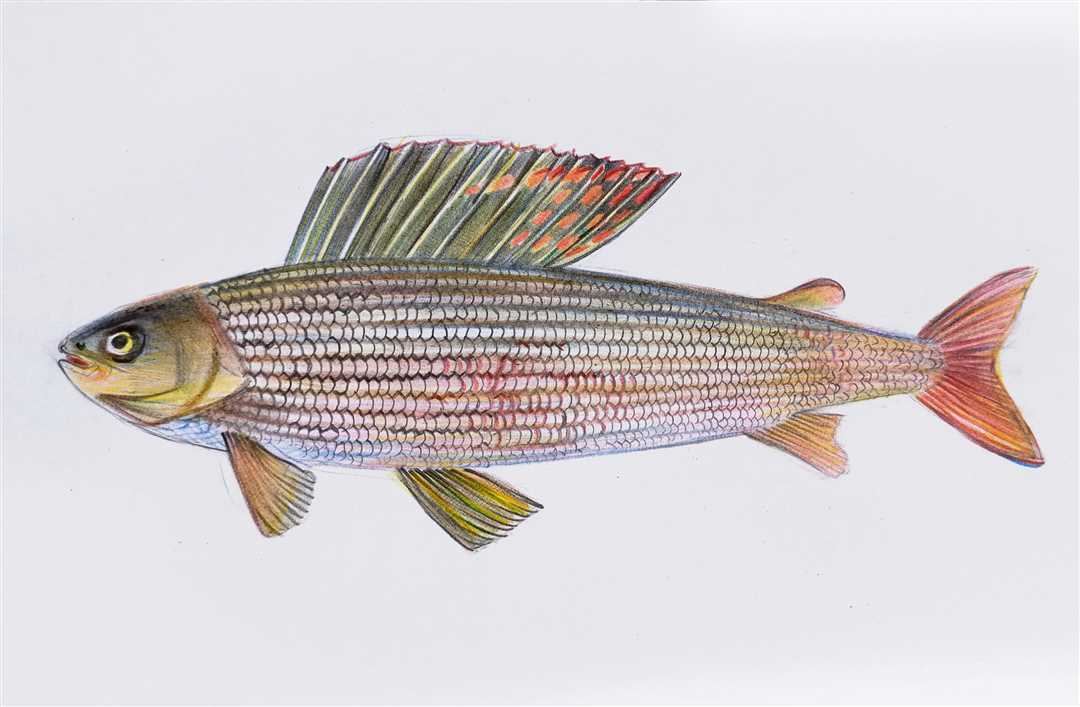 Характеристика рациона