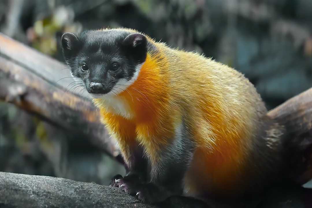 Харза животное фото: особенности, место обитания и поведение