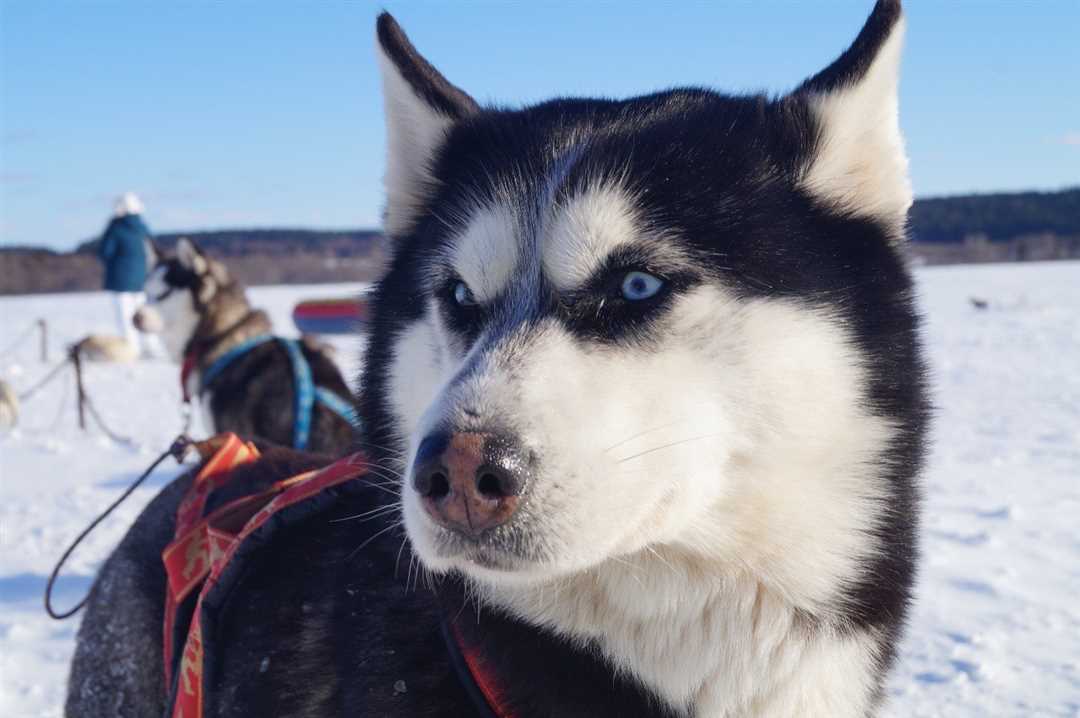 Метис хаски и акита: отличия и особенности
