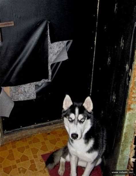 Хаски в квартире: как правильно содержать собаку в городской квартире