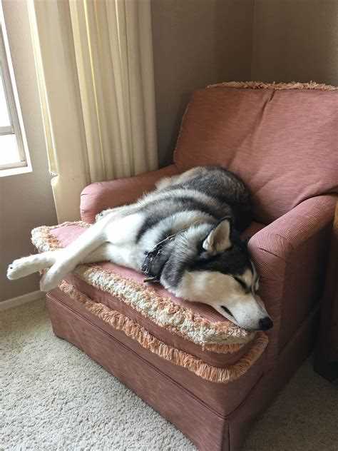 Правильное кормление хаски в квартире