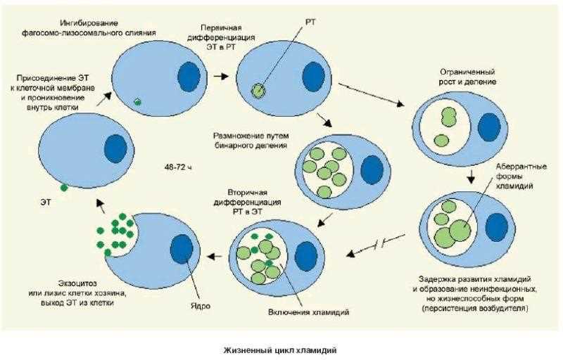 Визуальный осмотр кошки