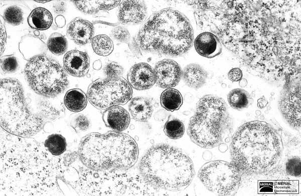 Сезонные факторы и агрессивное поведение кошек