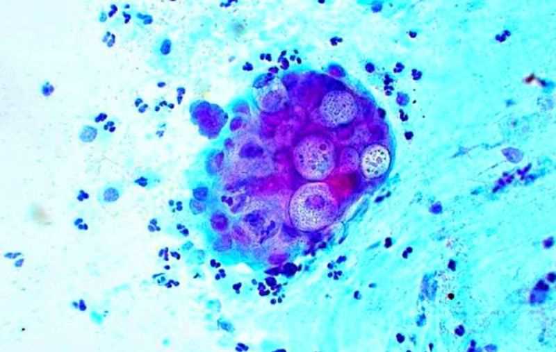 Хламидиоз у кошек: симптомы, диагностика и лечение