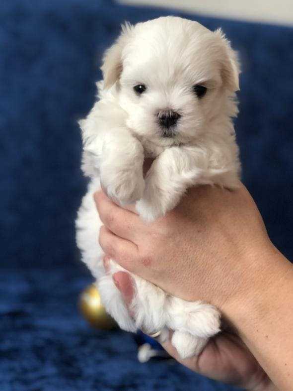 Совместимость хоботковой собачки Петерса с другими домашними животными и детьми