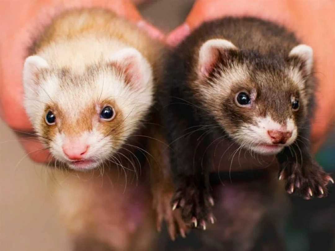 Что такое хорь - описание и основные характеристики