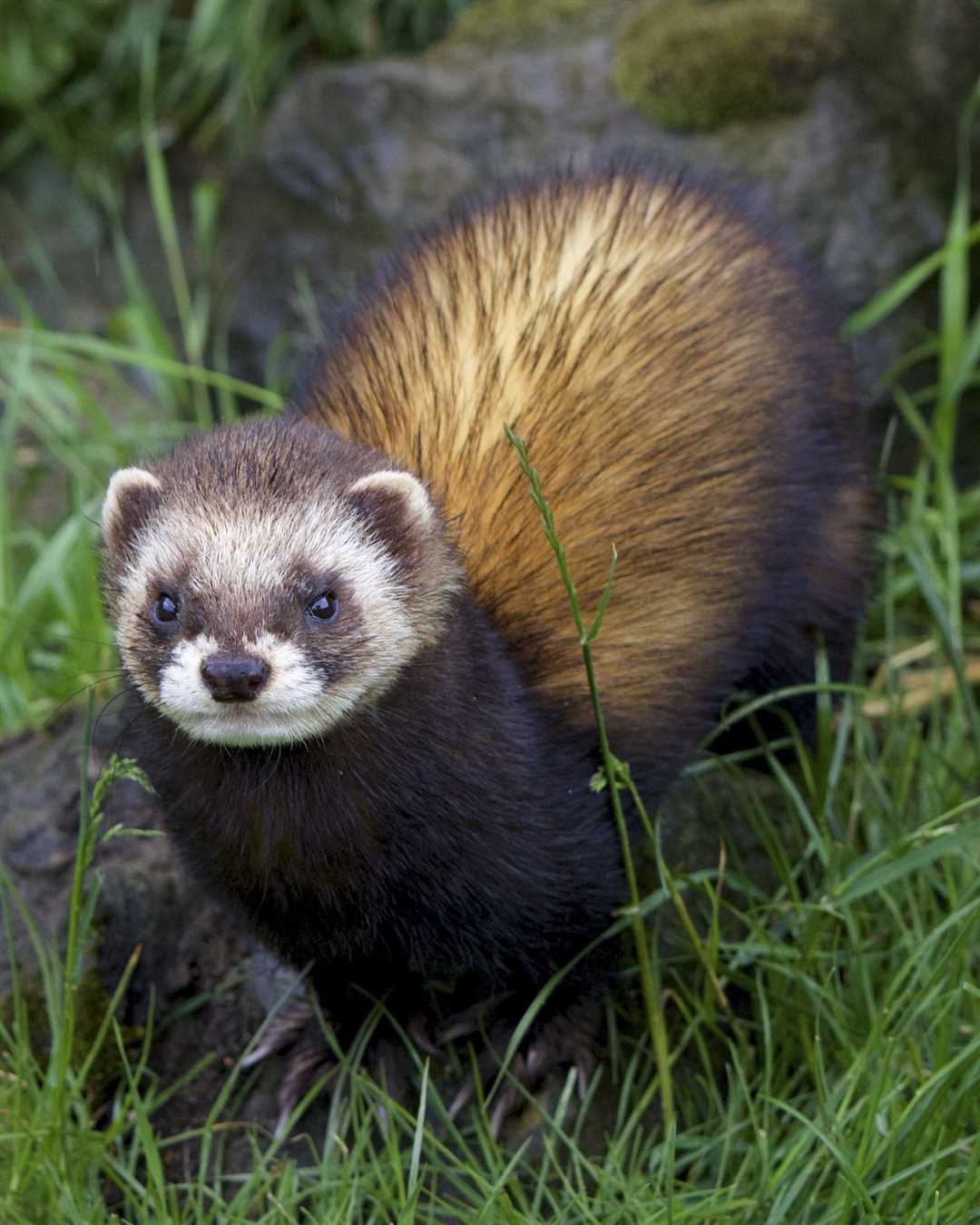 Особенности содержания хорька: