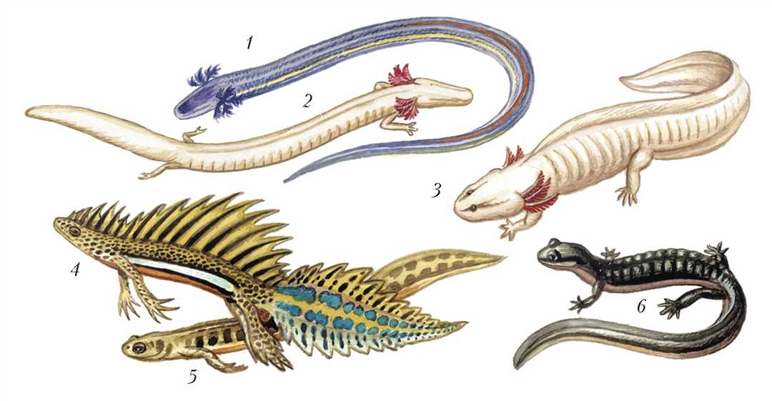 Хвостатые земноводные представители отряда хвостатые