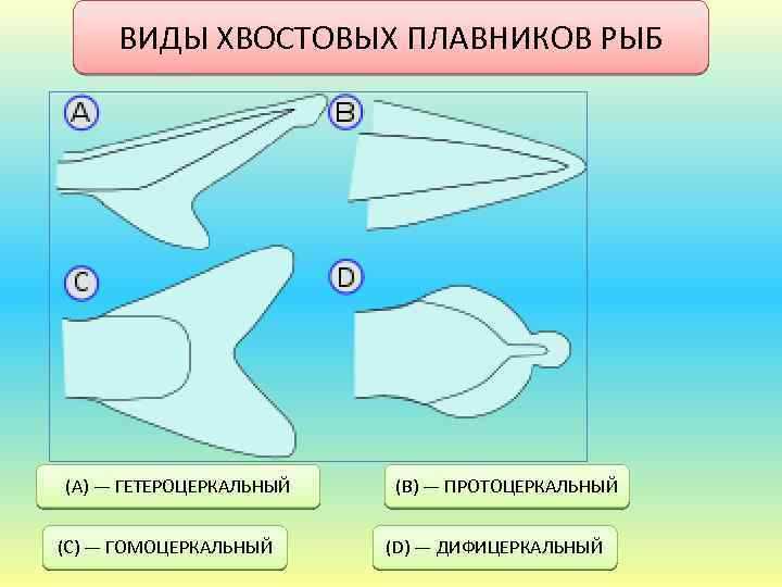 Хвостовой плавник у рыб