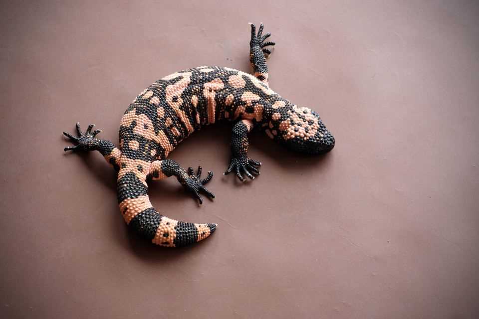 Ядозуб: где обитает и его жилете