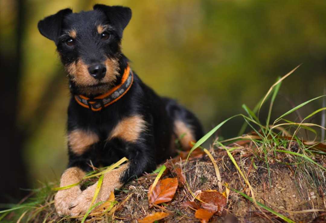 Ягдтерьер: характеристика породы и особенности содержания