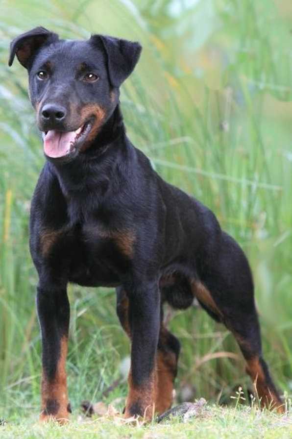 Як терьер: описание породы