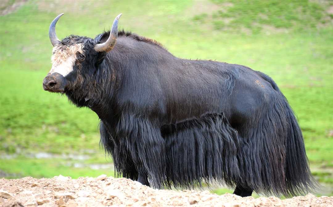 Як животное фото