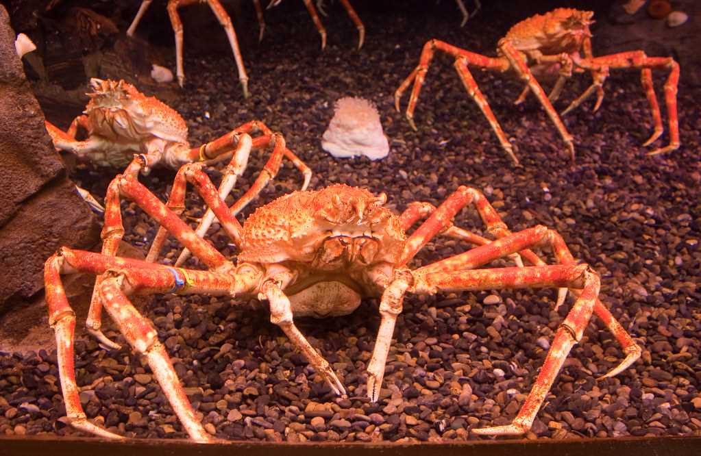 Украшения из раковин