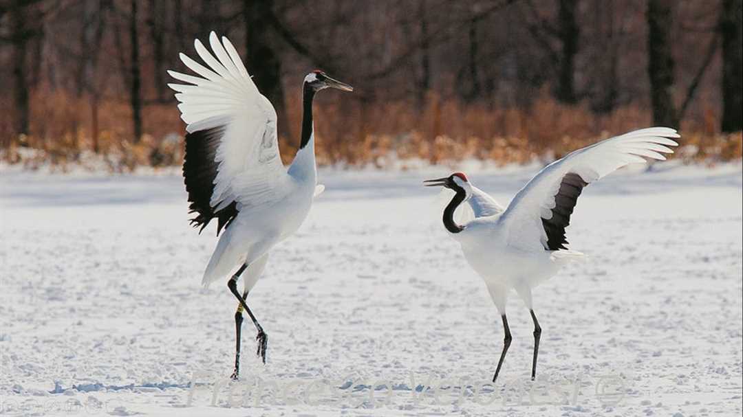 История японского журавлика