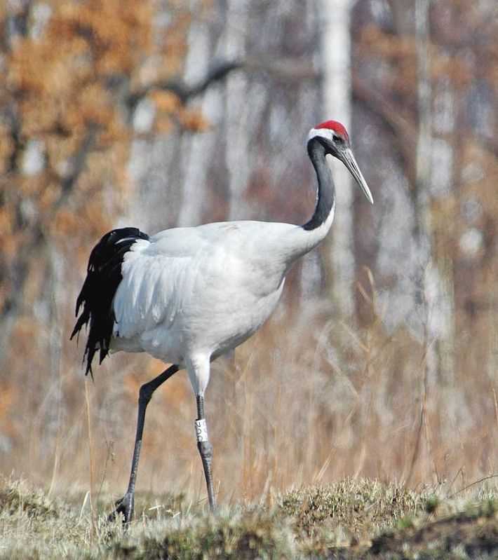 Японский журавль фото