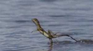 Ящерица, которая бегает по воде