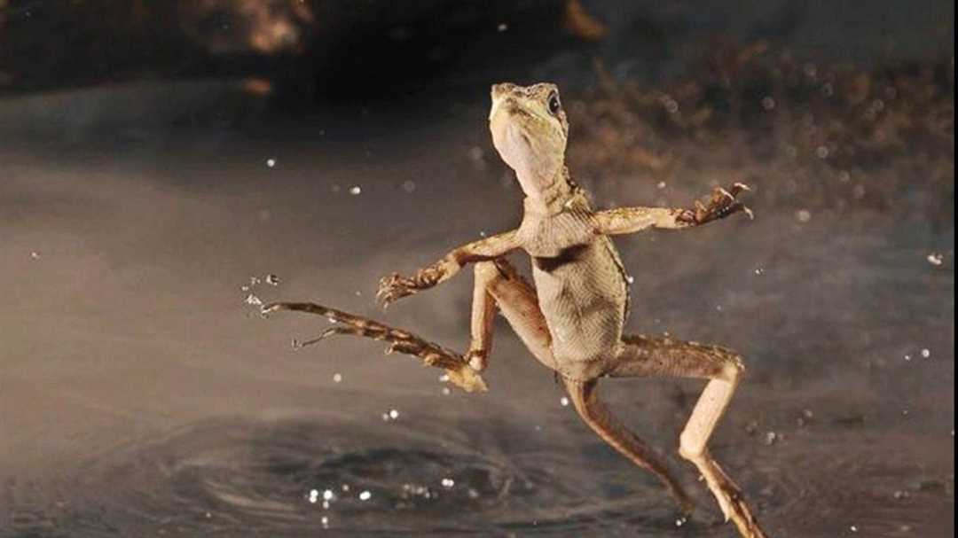 Ящерица василиск: фото и особенности животного