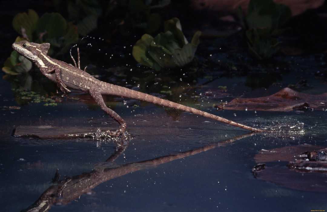 Ящерица бегающая по воде