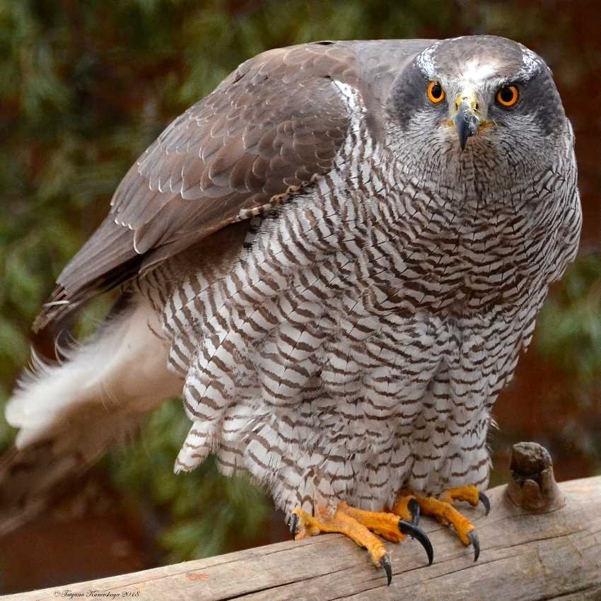 Птица семейства ястребиных