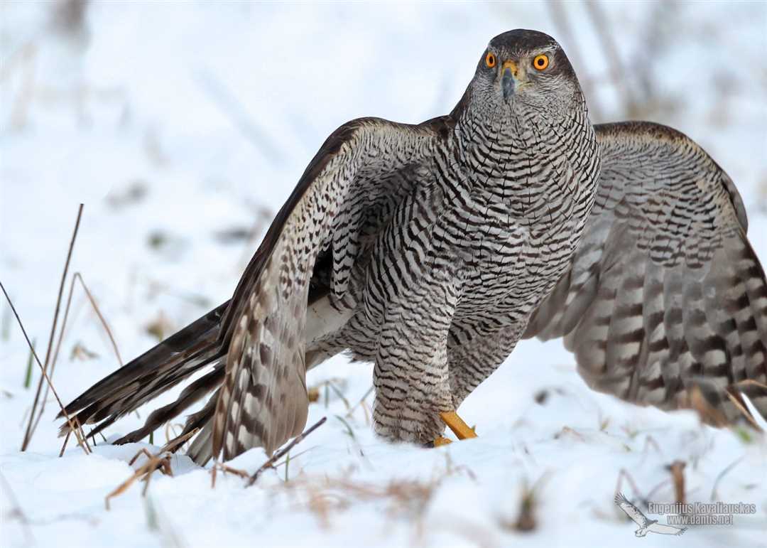Ястреб тетеревятник фото