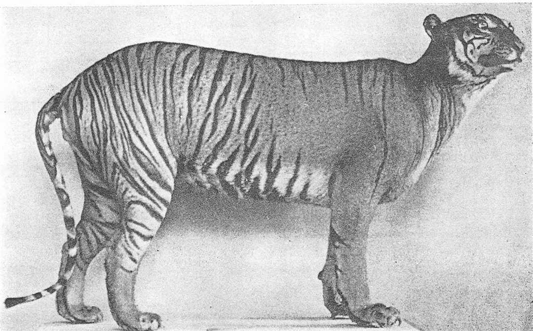 Яванский тигр фото