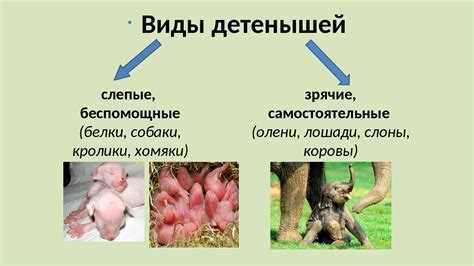Безопасное поведение в интернете