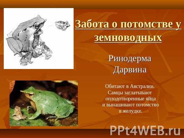 Забота о потомстве: как сохранить будущее наших детей?