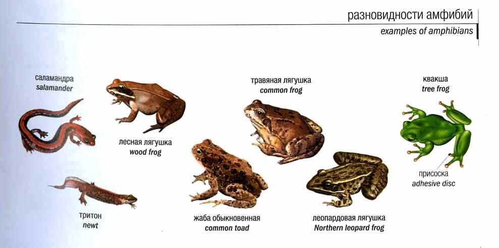 Земноводные виды и названия