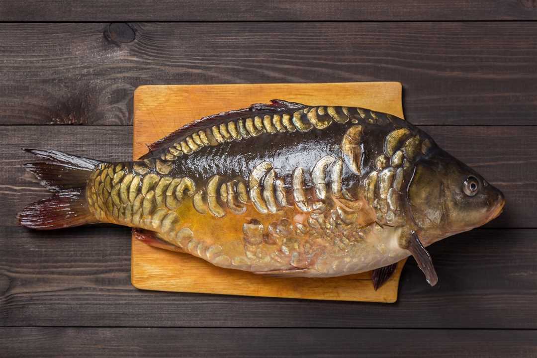 Основные факты о зеркальном карпе