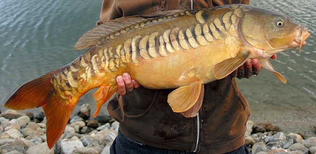 Зеркальный карп фото