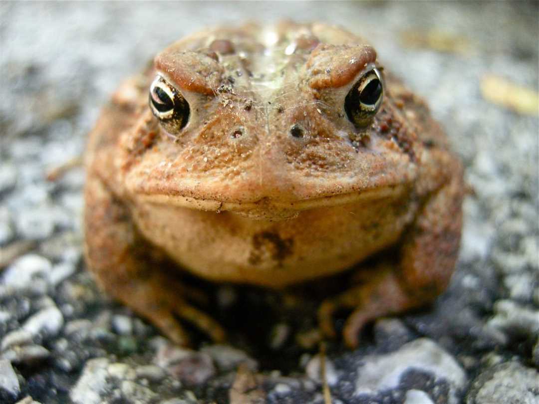 Жаба и лягушка