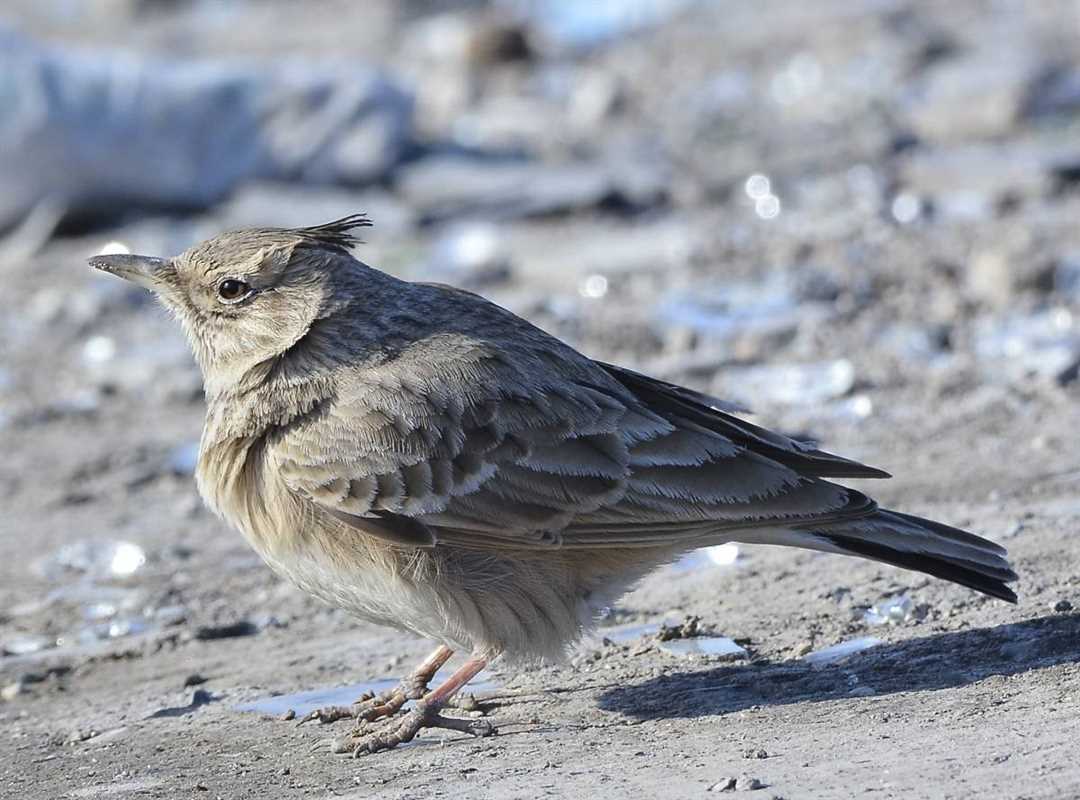 Жаворонок - перелетная и певчая птица