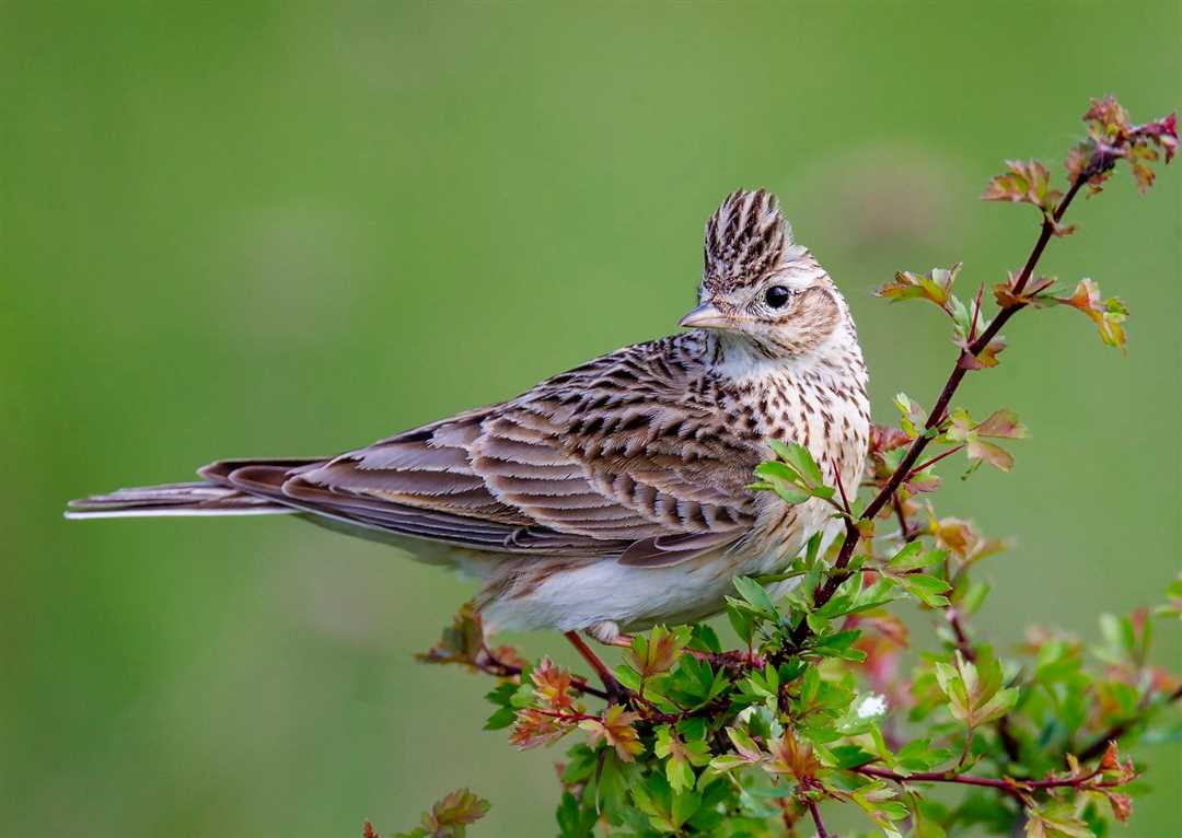 undefinedЖаворонок перелетная птица или нет?</strong><div class='code-block code-block-1' style='margin: 8px 0; clear: both;'>
<!-- Yandex.RTB R-A-3572318-2 -->
<div id=