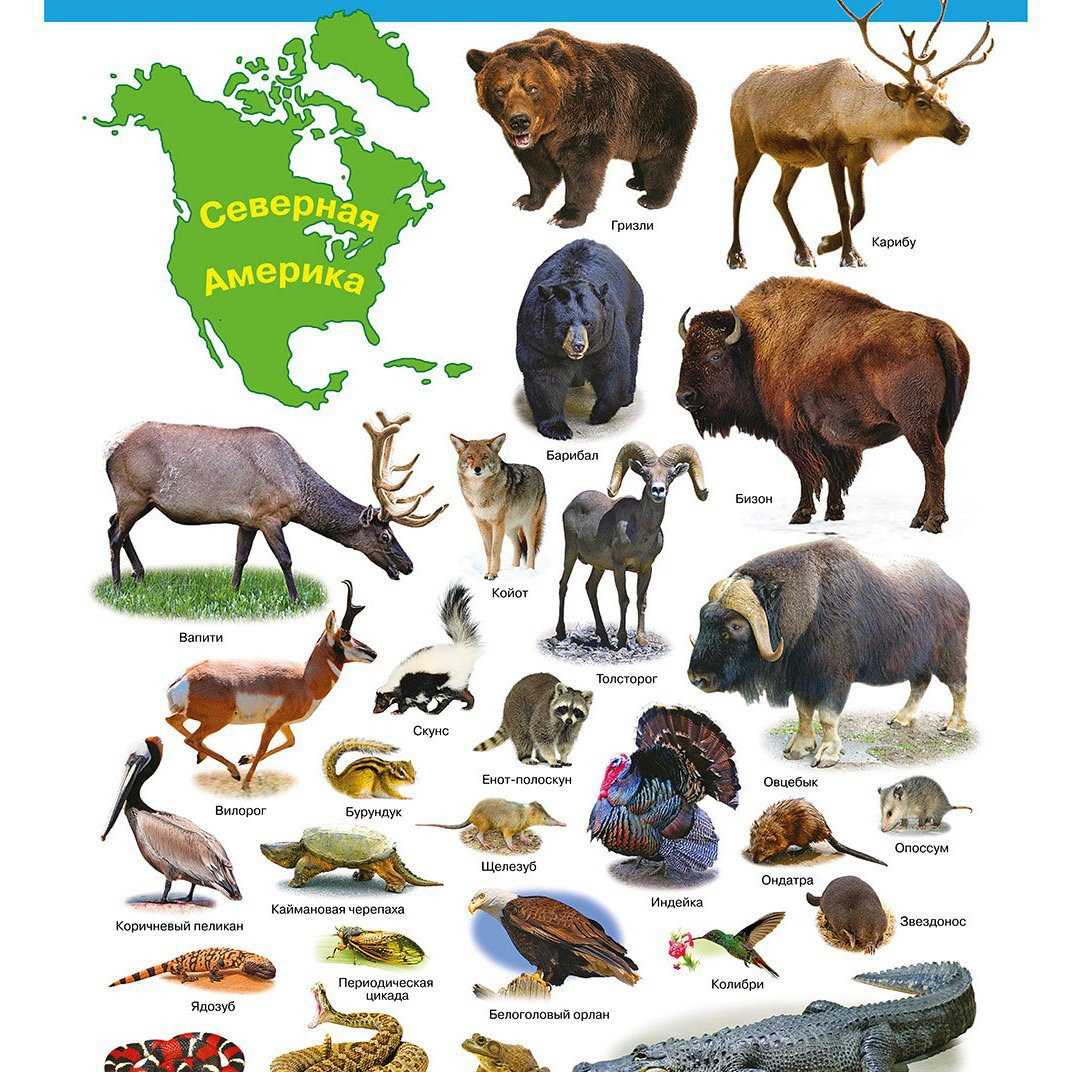 Какие животные обитают в Северной Америке?