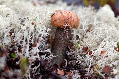 Животный мир тундры: фото и описание видов животных