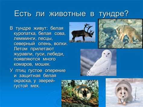 Снежный баран: