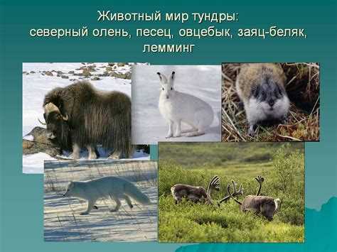 Животный мир тундры: какие животные здесь обитают? Животный мир тундры: какие животные здесь обитают?
