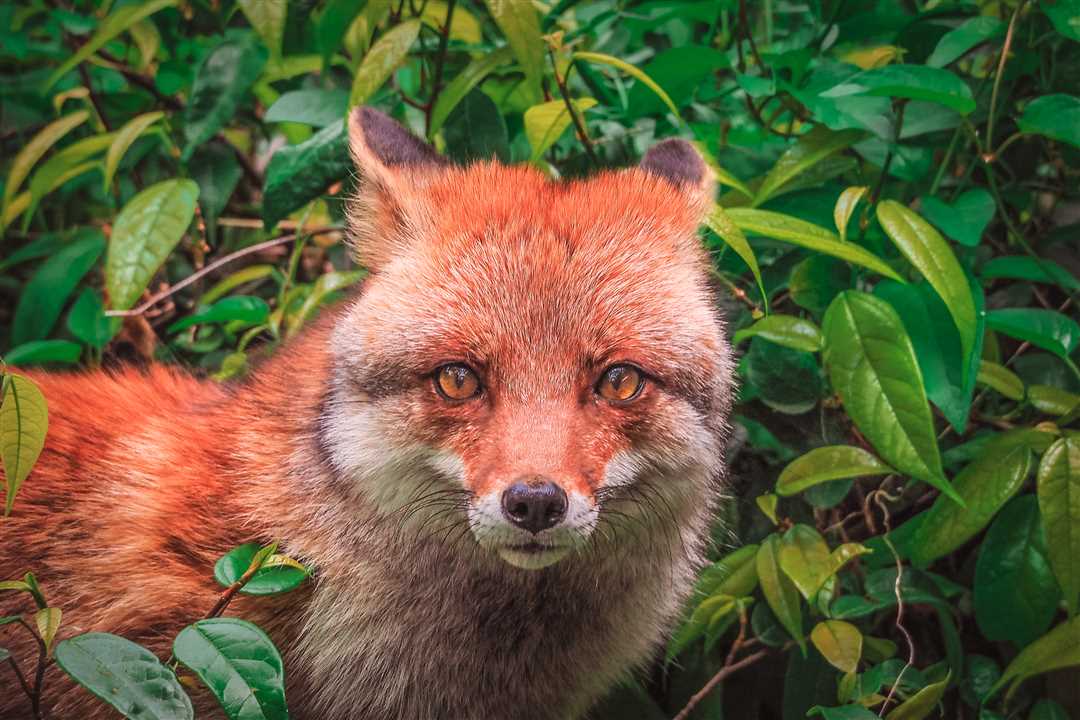 Животные Японии: фото и названия