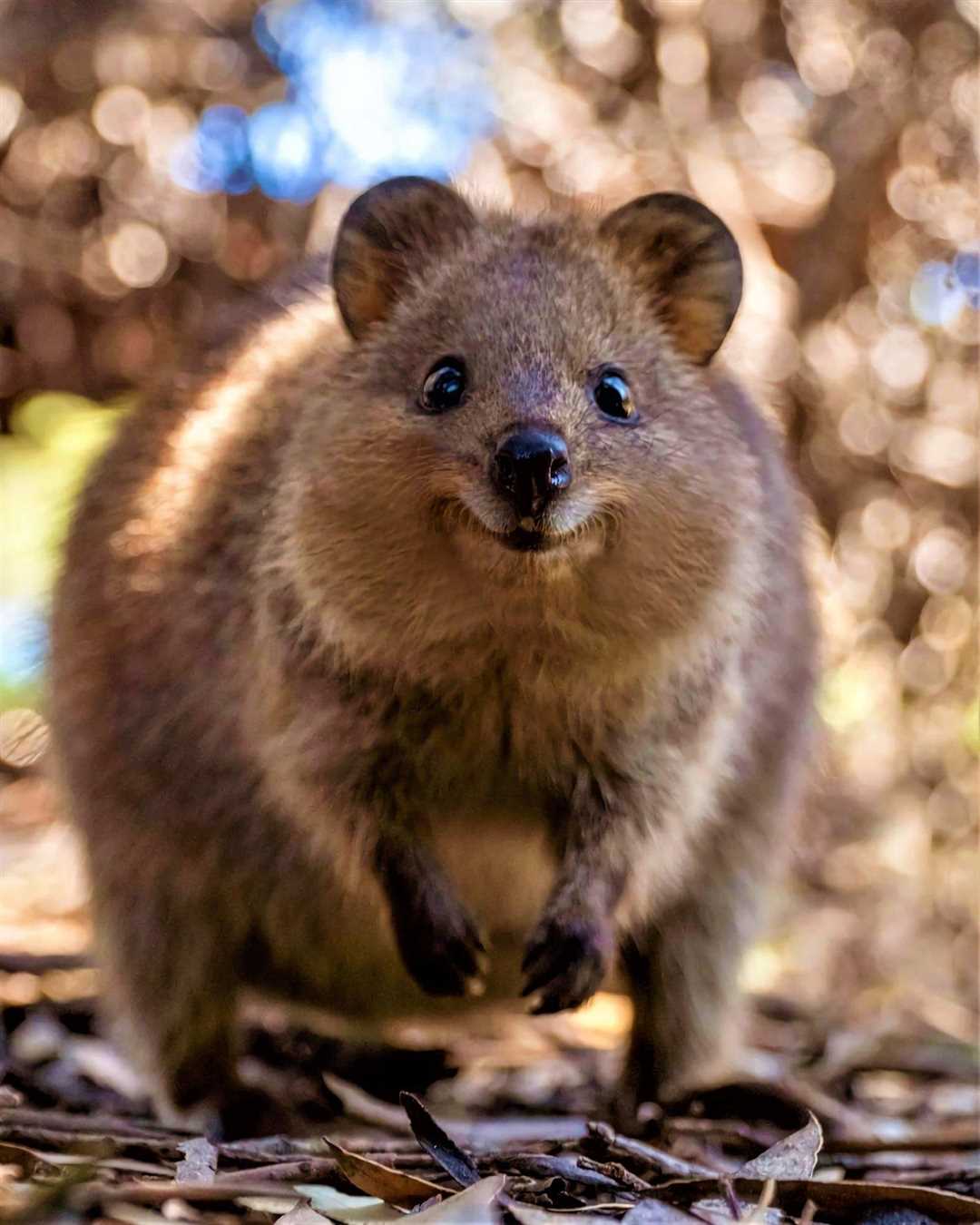 Список животных на букву Ф