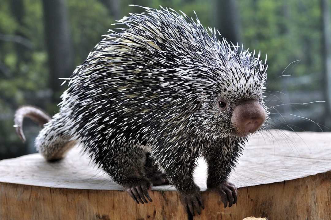 Видео с древесным дикобразом