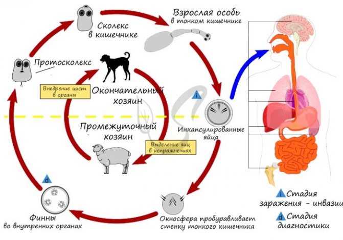 Фазы развития эхинококка: от яйца до зрелого паразита. Жизненный цикл эхинококка