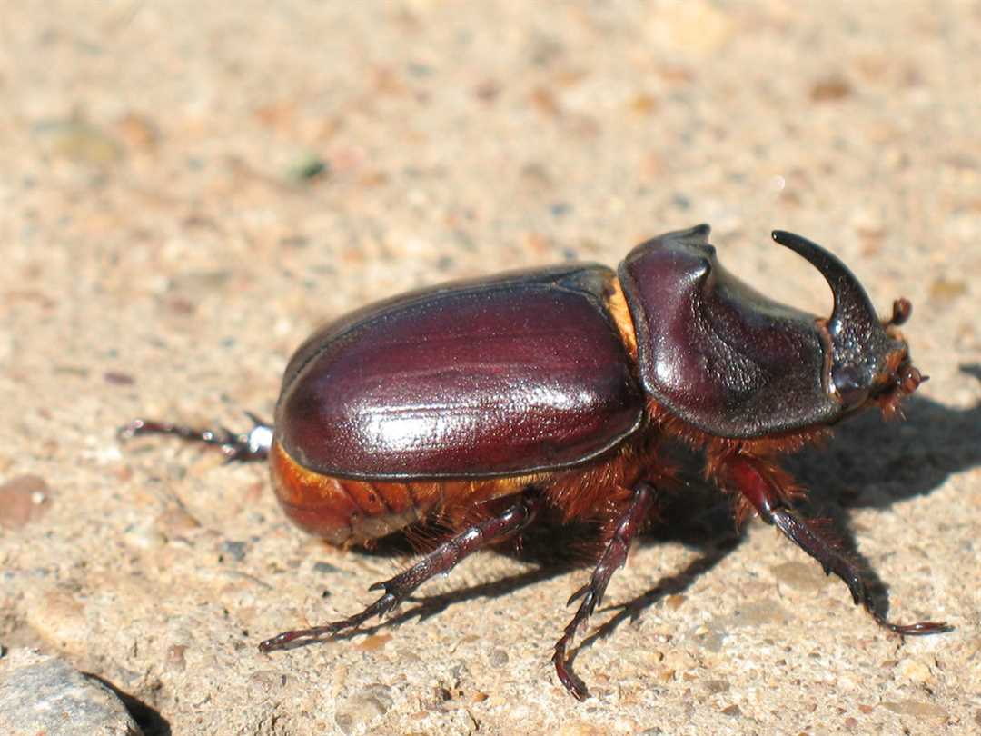 Жук носорог фото: узнайте больше о зверятах