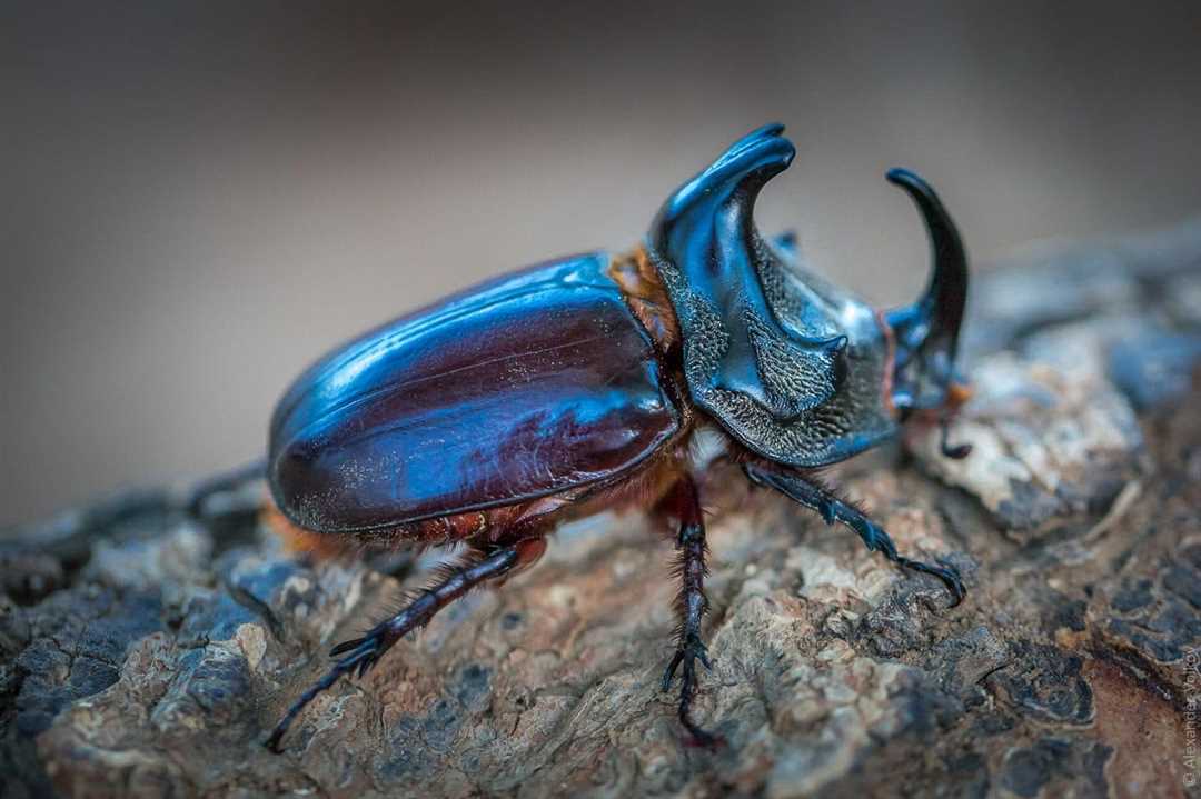 Жук рогач фото: увидьте это потрясающее создание