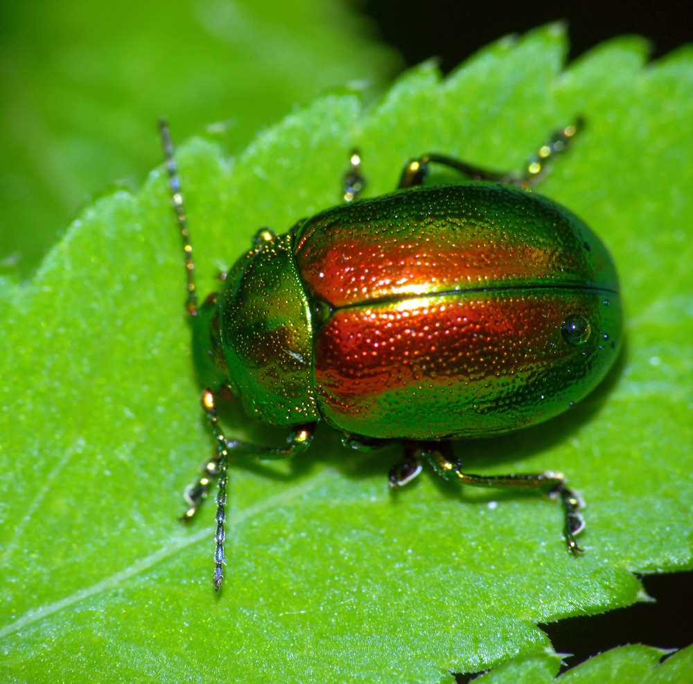 Поразительные фото жуков-зверят