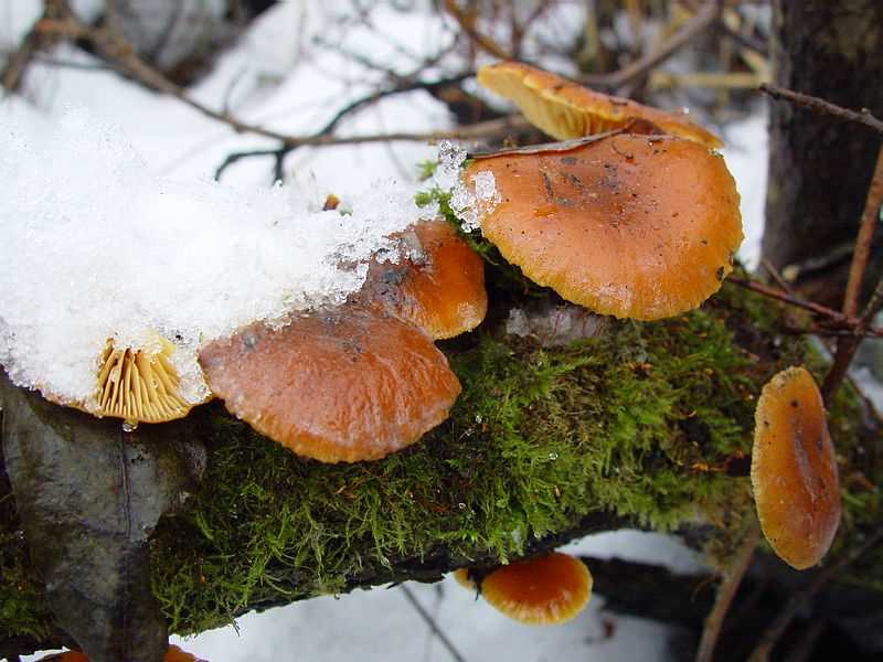 Зимние опята: фото и описание. Как собрать и использовать опятные грибы зимой Зимние опята: фото и описание. Как собрать и использовать опятные грибы зимой