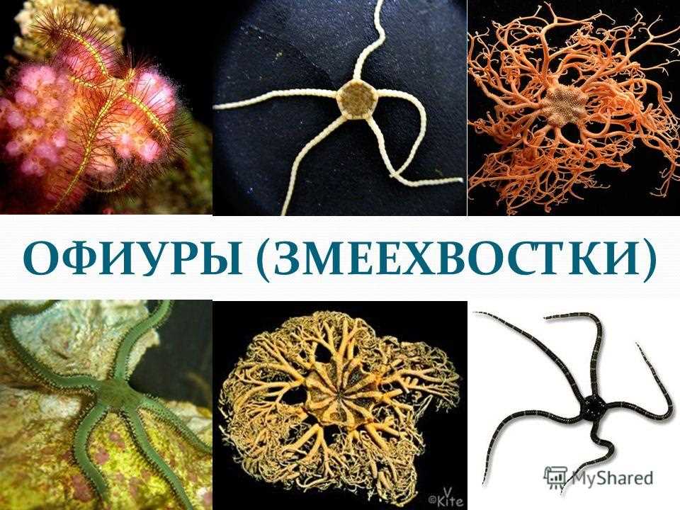 Змеехвостка по научному сканворд 6 букв